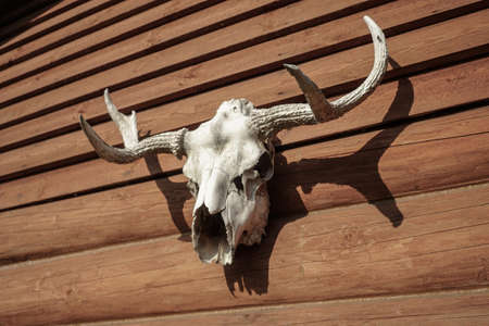 An animal's skull attached to a wooden wall. A scary cow.の写真素材