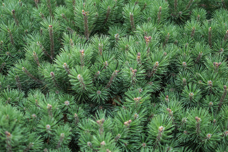 Beautiful little needles of spruce needles. New Year and Christmas background for design. Natural tree branch in nature.の写真素材