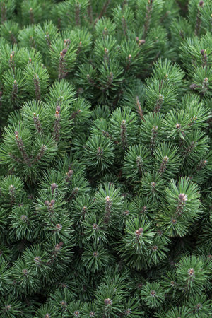 Beautiful little needles of spruce needles. New Year and Christmas background for design. Natural tree branch in nature.の写真素材