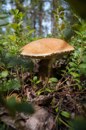 Beautiful edible mushroom in nature. Autumn seasonal plant.の写真素材