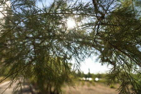 Beautiful green coniferous tree against the background of the sky and sunbeams. Nature and city landscape. Photo backgroundの写真素材