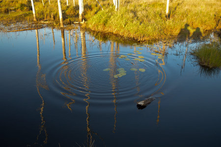 Landscape image with dead calm water reflections and a ripple, refelecting dead trees trunks.  Two...