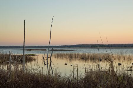 Peaceful landscape image of silhouettes of a dead tree trunk, cattails and grasses at dawn with a moody pale peach sunrise.の写真素材