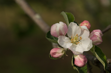 Closeup of spring apple blossom on trees, pink and whiteの写真素材