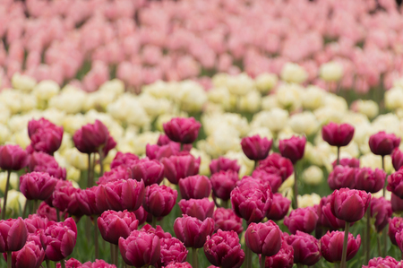 Many lush colorful tulips in spring after a light rain with raindrops on the petalsの写真素材