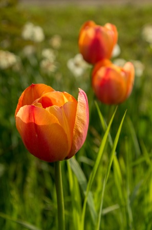Closeup macro of spring flowers tulips floral backgroundの写真素材