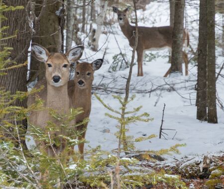 Curious White tailed Deer doe with her gown buck fawn in winter snow looking at you out in the wildernessの写真素材