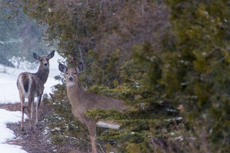 Curious White tailed Deer doe in winter snow looking at you out in the wildernessの写真素材
