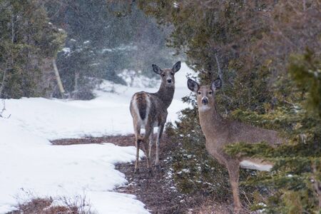 Curious White tailed Deer doe in winter snow looking at you out in the wildernessの写真素材