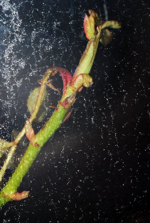 leaf and glassの写真素材