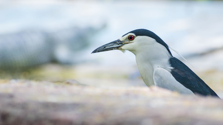 Black-crowned night heron Closeupの写真素材