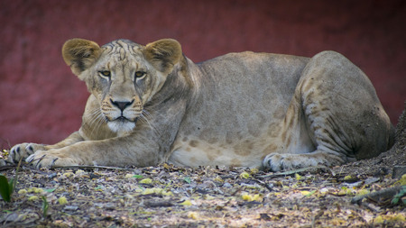 Young Lion Looking at meの写真素材