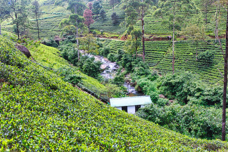 Nuwara Eliya, Sri Lanka. Circa 2016. A beautiful scenic view of the hill station covered with trees and plantations with a small river.の写真素材
