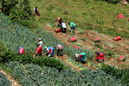 Nuwara Eliya, Sri Lanka. Circa 2016. A group of people work in the farm lands on a daily wage in a rural village.のeditorial素材
