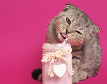 A charming gray scottish fold kitten eats a  milkshake on a pink background.の写真素材