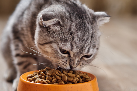 Cute gray cat eats dry food from an orange bowl, close-up.の写真素材