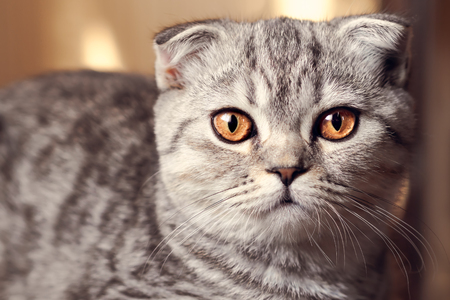 Toned portrait of a cute cat with amber eyes. Scottish fold.の写真素材