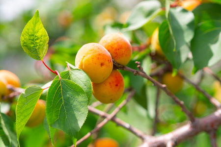 Ripe apricots on a tree in the rays of the summer sunの写真素材