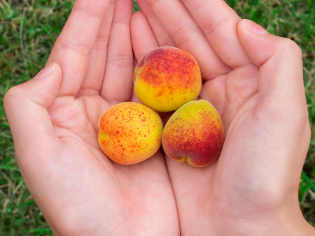 Three ripe apricots on palms on grass backgroundの写真素材