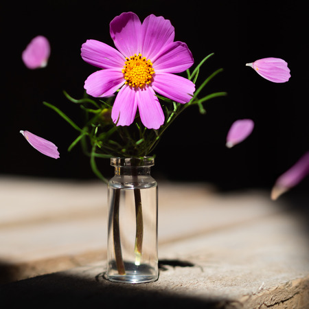 Beautiful flower in a glass bulb on the blackboard. Falling petals.の写真素材