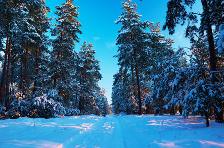 Frosty morning The road to the mysterious winter pine forest