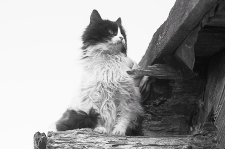 Homeless cat on the roof of the old wooden houseの写真素材