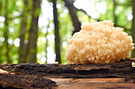 Fungus grew up on an old tree