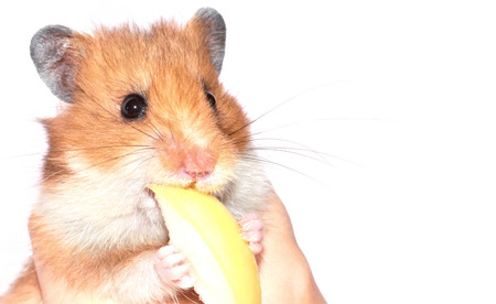 Hamster bites an apple on a white backgroundの写真素材