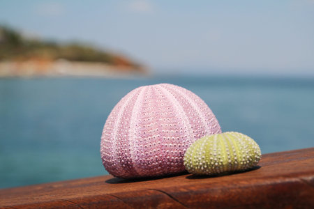 Sea urchin shell on the coast of Greece