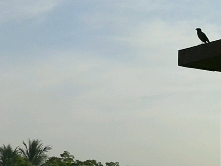 A single bird waiting for friend