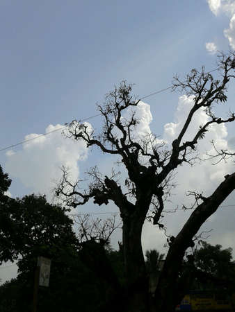 A dead and dry tree under the cloudy skyの素材