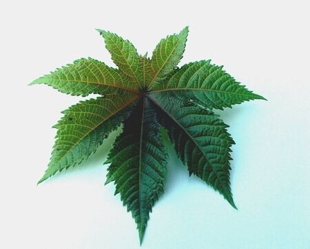 A leaf of castor oil plantの素材