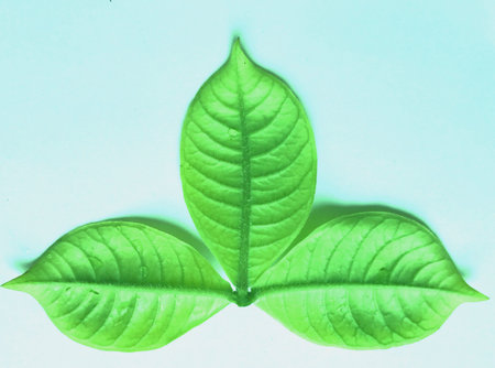 A designed leaf or leaves