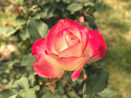 A rose from a gardenの素材