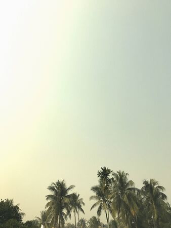 Natural scenery with coconut treesの素材