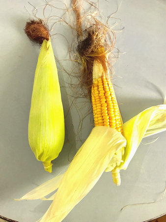 A cob of corns