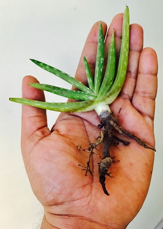 An aloe vera plant on the palmの素材