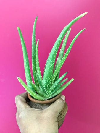 Aloe vera plant in a potの素材