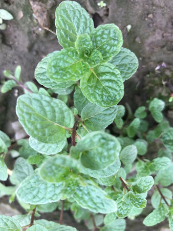 Peppermint plants in a pot