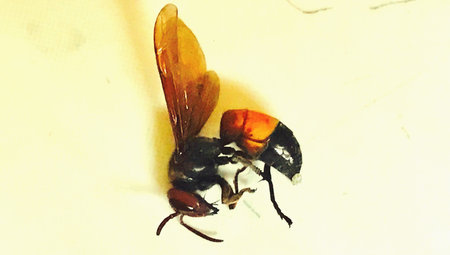 An insect