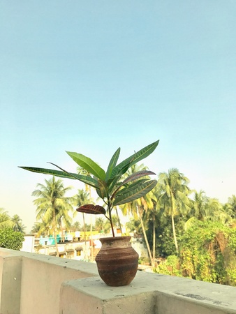 A leafy plant in the pot under the skyの素材