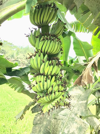 A banana tree with fruitsの素材