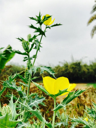 A herbal plantの素材