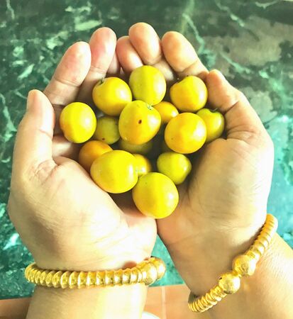 plums in the palmsの素材