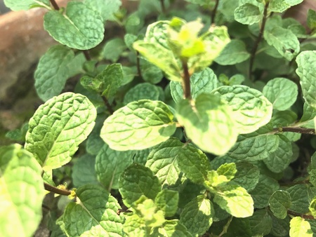 Peppermint plants in a porの素材