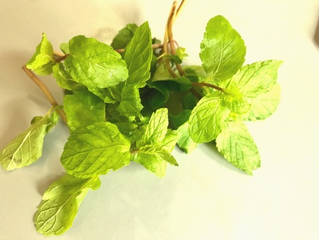 A bunch of peppermint plantsの素材