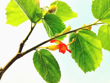 A plant of Gymnema sylvestre with flowers. This is a herbal plantの素材