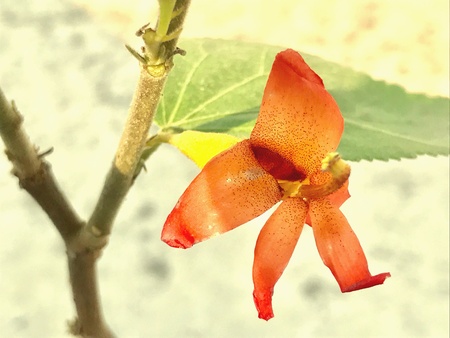 A plant of Gymnema sylvestre with flowers. This is a herbal plantの素材