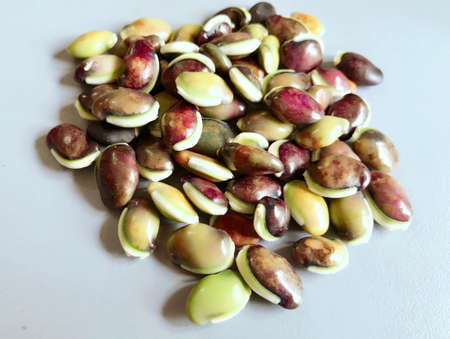 Some of seeds of the beansの素材