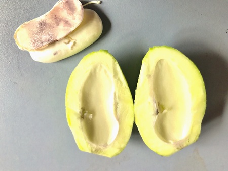 Two pieces of a mango and it's seedの素材